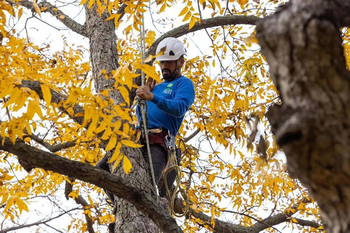 Skilled Tree Trimming crew working in Ridgewood