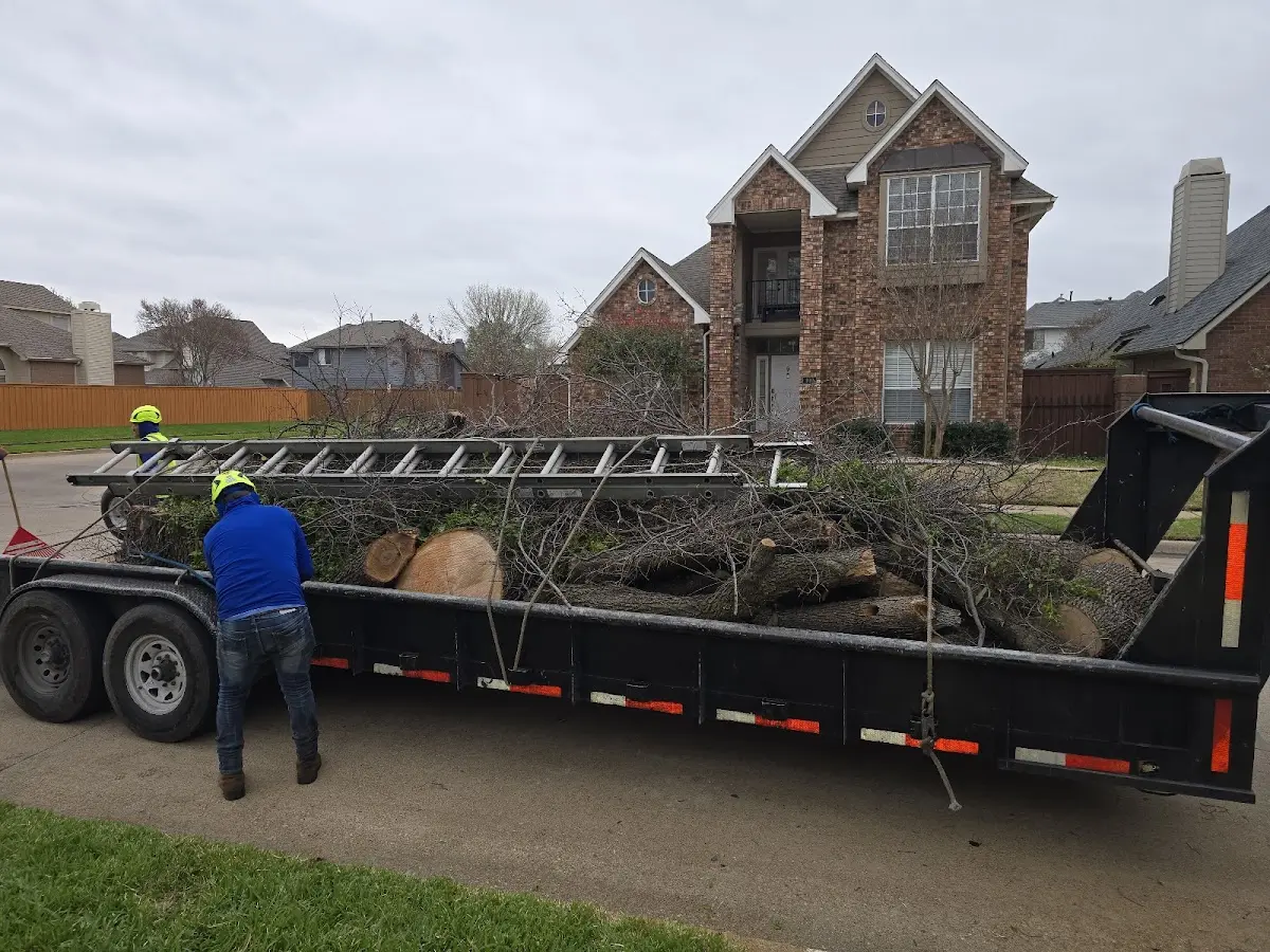 Expert Tree Removal with proper safety equipment in Ridgewood